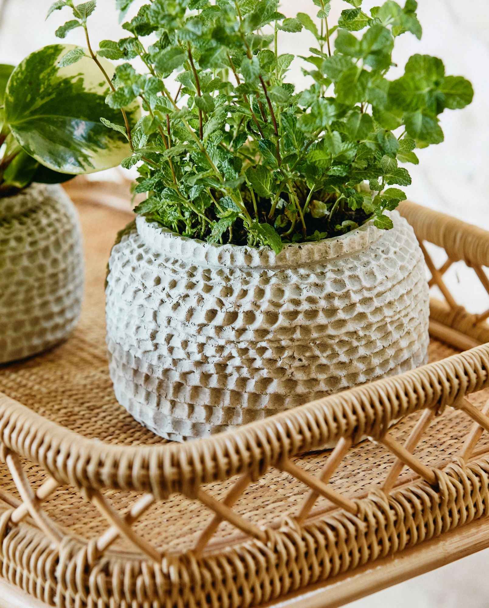 AOBA pot, L, cement - white