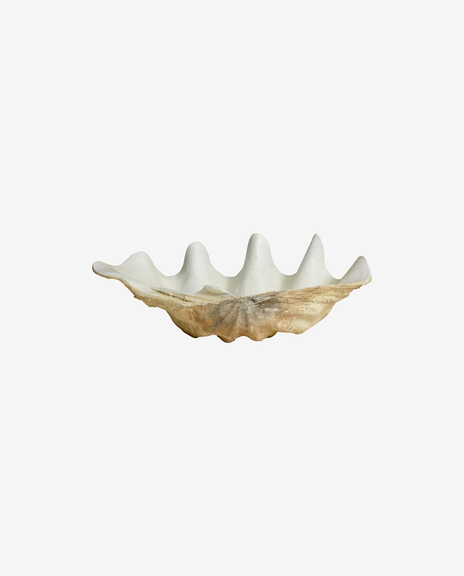 Large natural giant clam shell with spiked ridges isolated on white background